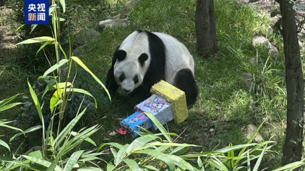 融易富 海外现存最长寿大熊猫“欣欣”在墨西哥城迎来35岁生日