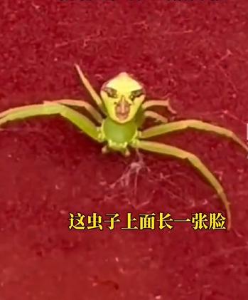 欧维策略 辽宁一女子在车上发现“人脸蜘蛛”，眼影口红都有，网友：你不要过来呀！